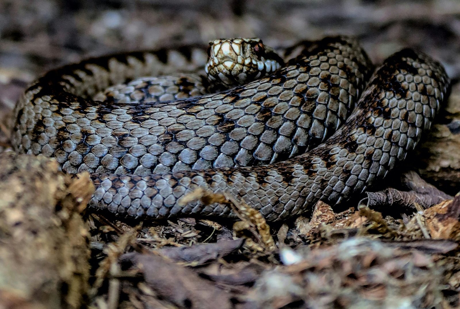 a close up of a snake on the ground